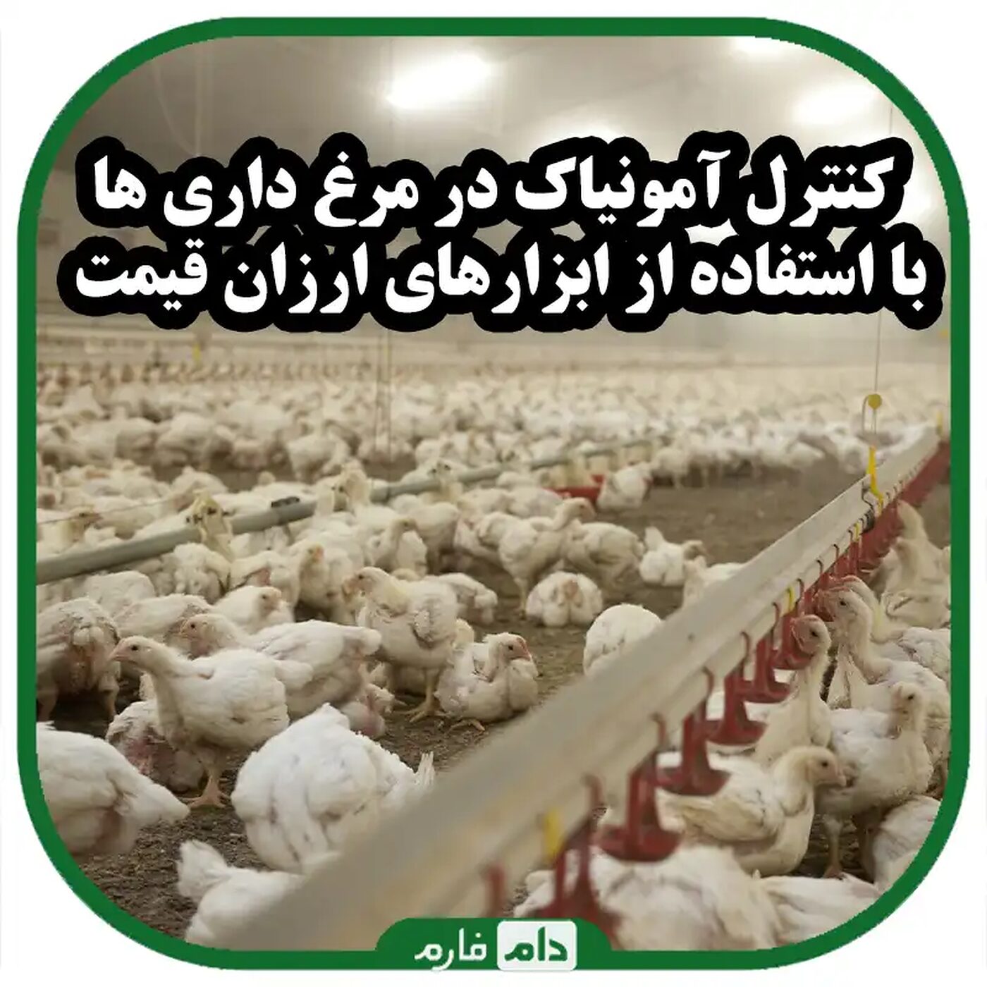 عوارض_بالابودن_گاز_آمونیاک_در_سالن_مرغداری_و_پیامدهای_آن