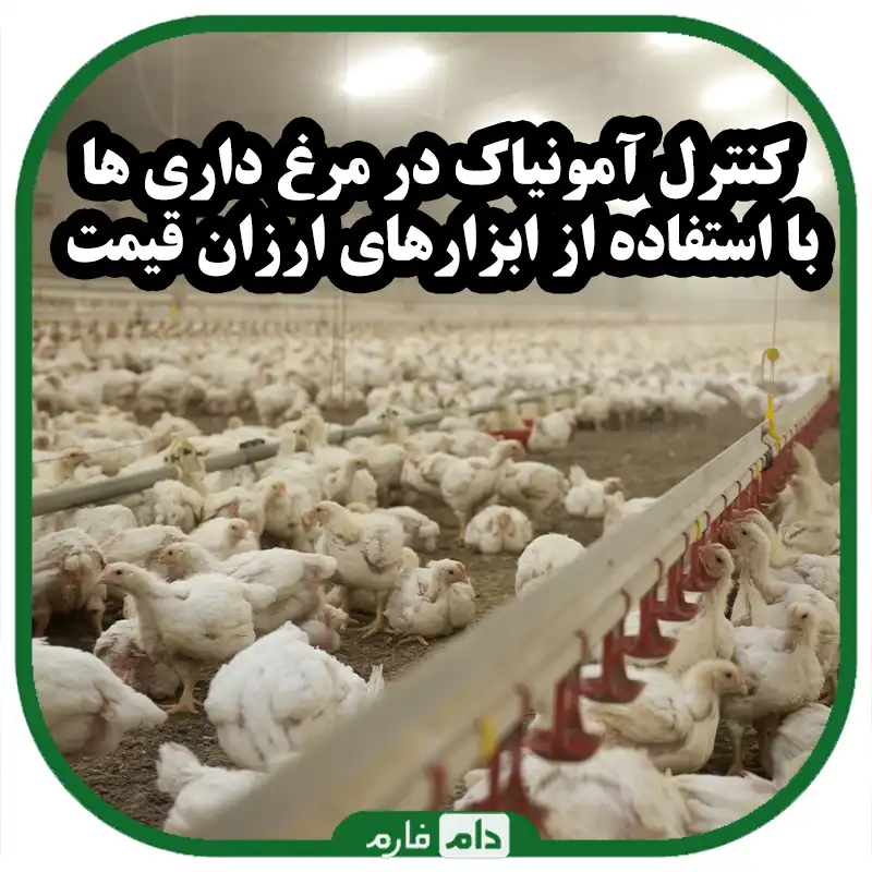 کنترل_آمونیاک_در_مرغ_داری_ها_با_استفاده_از_ابزارهای_ارزان_قیمت