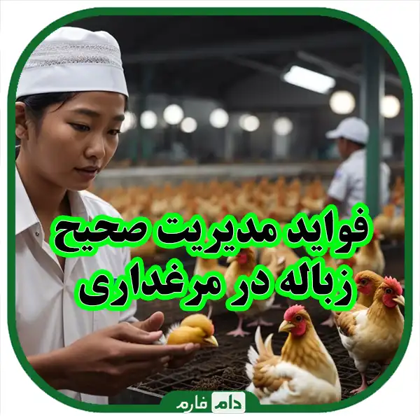 Correct-management-of-health-and-waste-in-day-old-chicken-farms