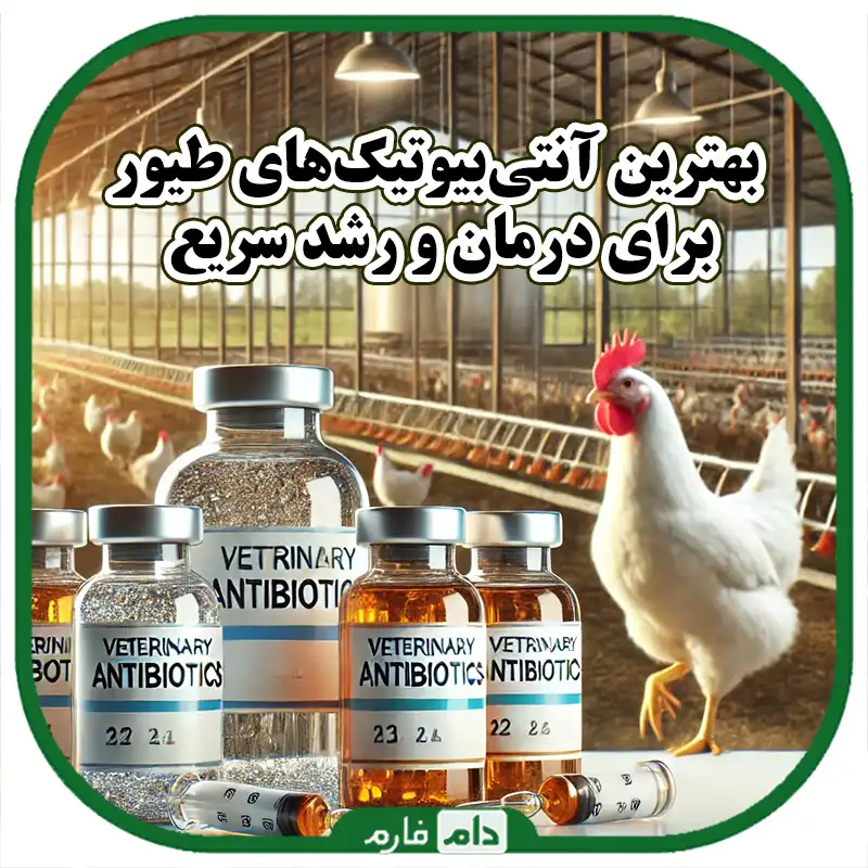 10_نوع_از_بهترین_آنتی‌بیوتیک‌های_طیور_و_نحوه_استفاده_بهینه_از_آن‌ها