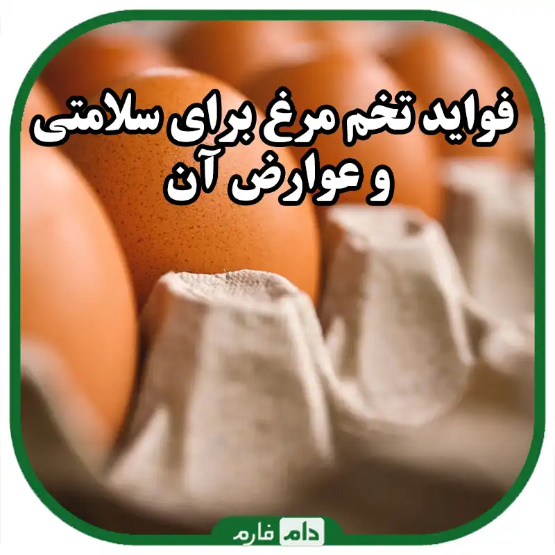 فواید_تخم_مرغ_برای_سلامتی_و_عوارض_آن