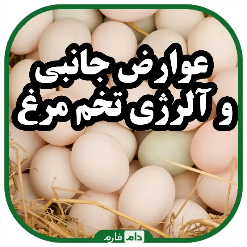 The-benefits-of-eggs-for-health-and-its-side-effects