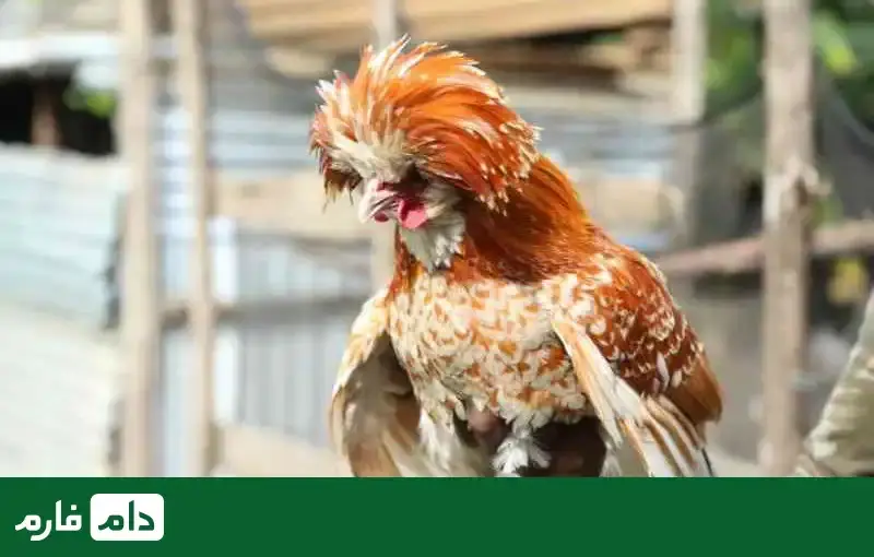 All-kinds-of-ornamenta-birds-suitable-for-breeding