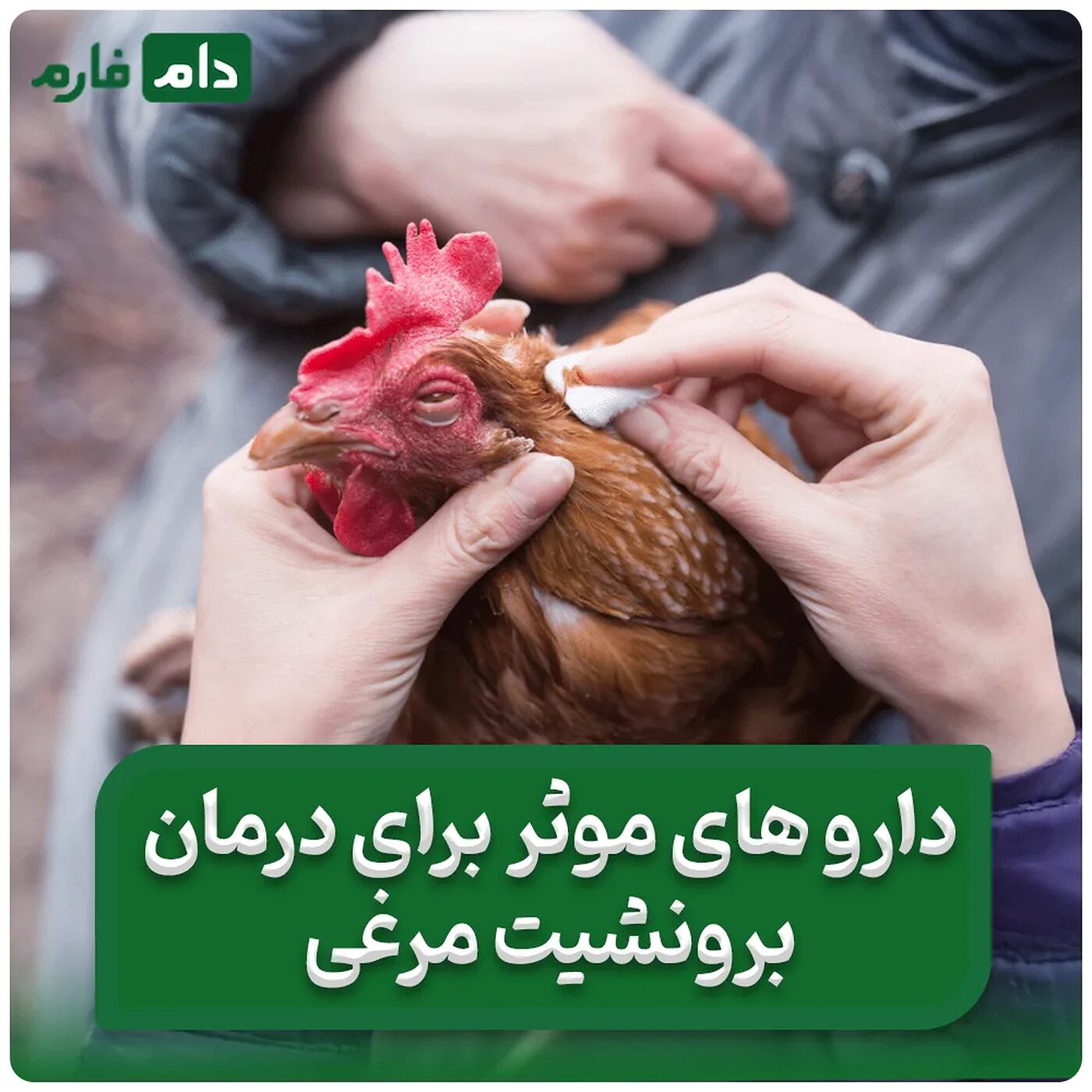 داروهای_مؤثر_برای_درمان_برونشیت_مرغی:_شناسایی_علائم_و_راهکارهای_پیشگیری