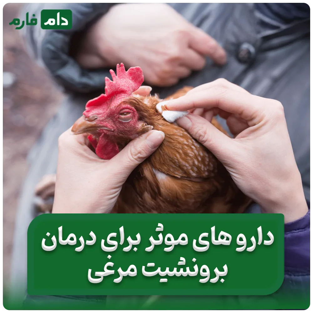 داروهای_مؤثر_برای_درمان_برونشیت_مرغی:_شناسایی_علائم_و_راهکارهای_پیشگیری