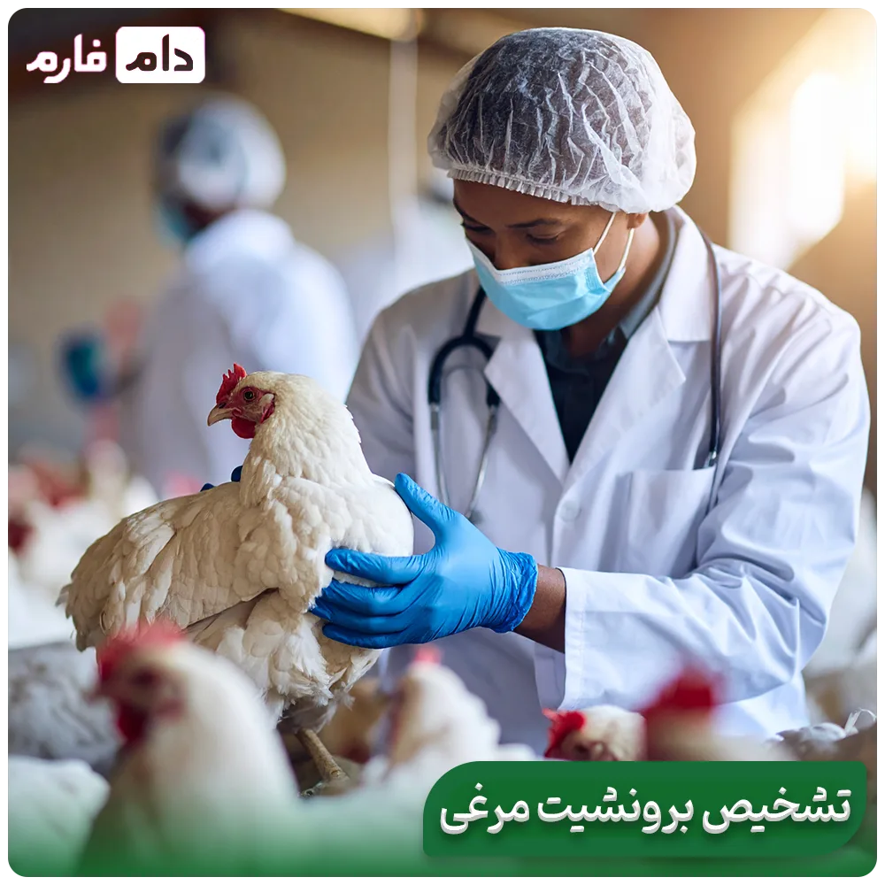 Suitable-drugs-for-the-treatment-of-chicken-bronchitis-in-day-old-chicks