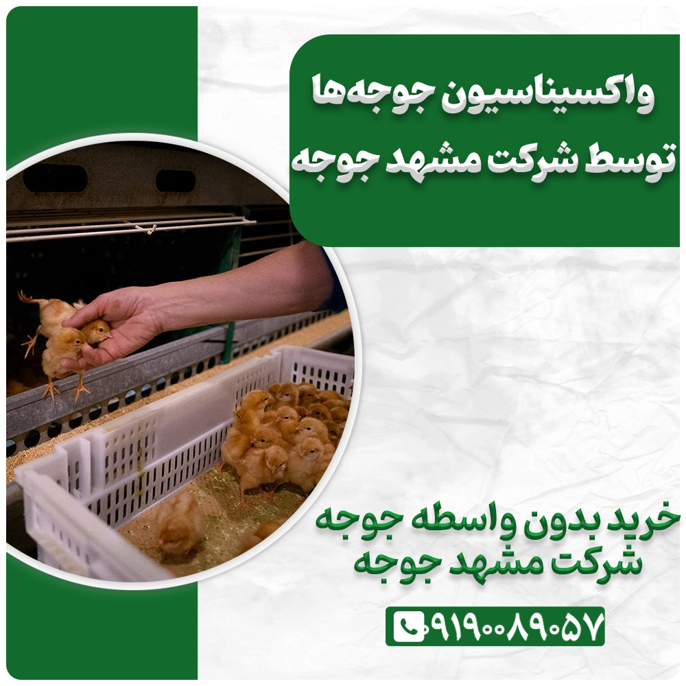 Buying-one-day-old-chicks-from-Mashhad-Chicken-Company-