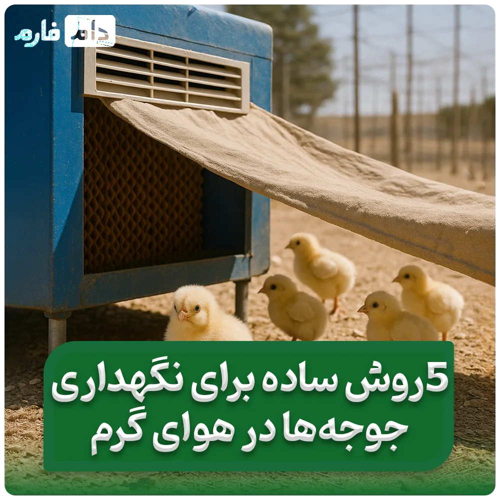 5_سیستم_سرمایشی_مدرن_و_ارزان_در_مرغداری_برای_گرمای_تابستان_