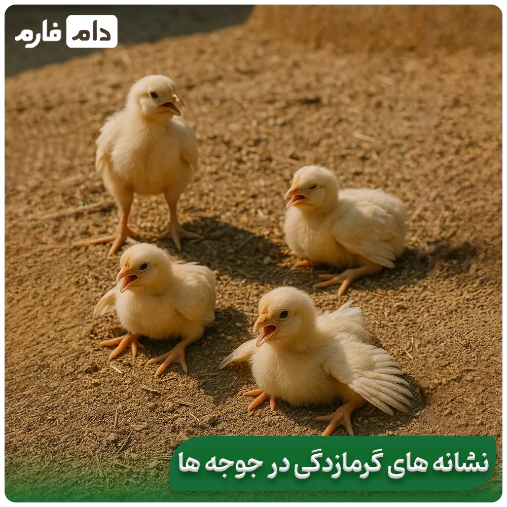 5-ways-to-keep-and-raise-chickens-in-the-heat-and-summer