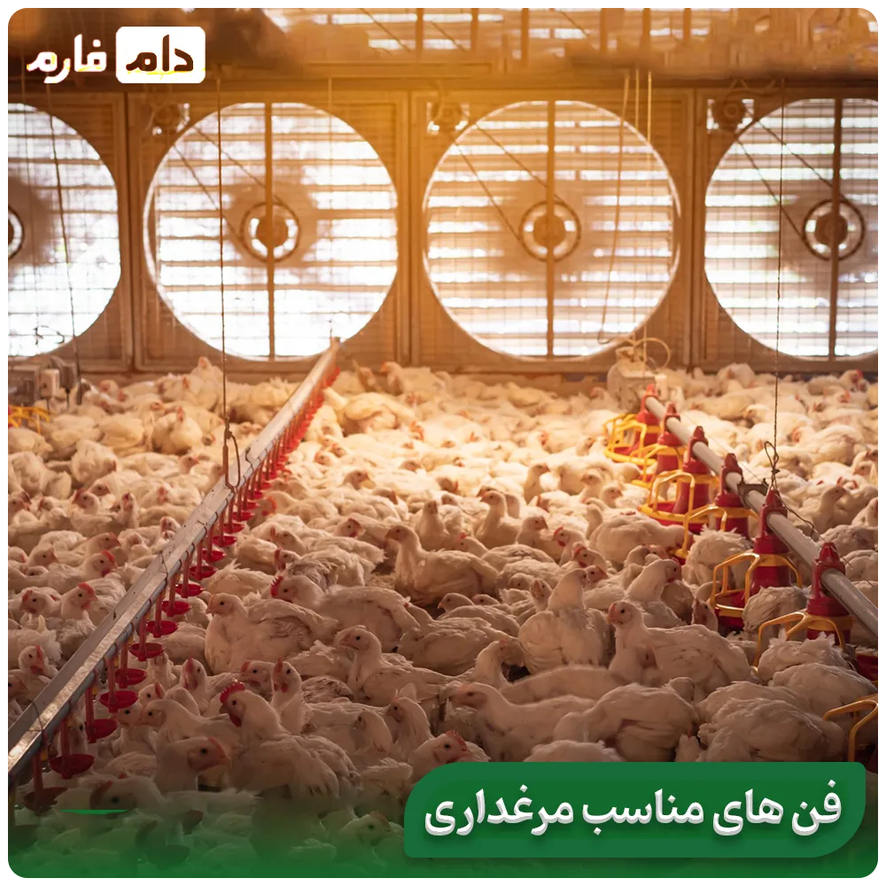 5-ways-to-keep-and-raise-chickens-in-the-heat-and-summer