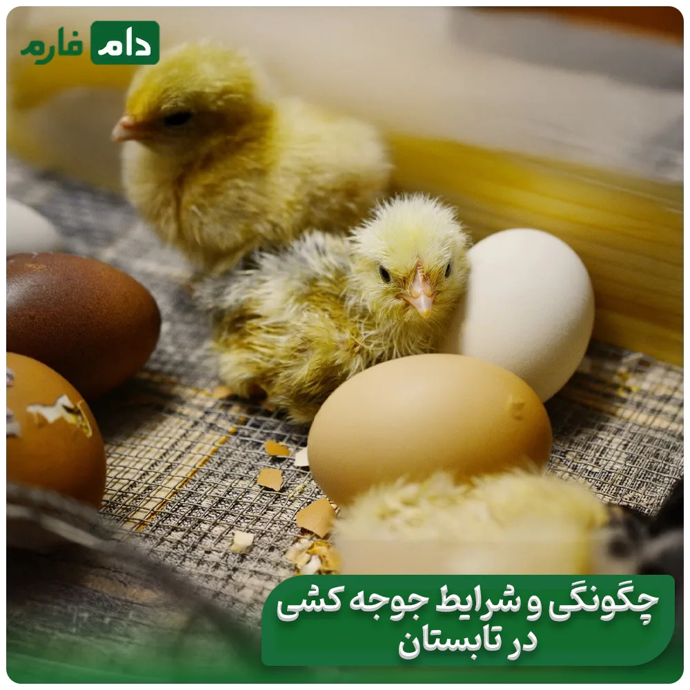 5-ways-to-keep-and-raise-chickens-in-the-heat-and-summer