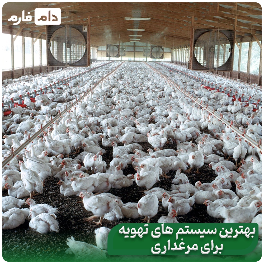 5-ways-to-keep-and-raise-chickens-in-the-heat-and-summer