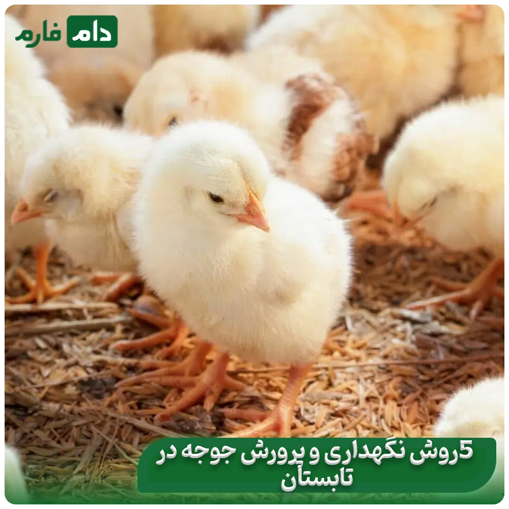 5-ways-to-keep-and-raise-chickens-in-the-heat-and-summer