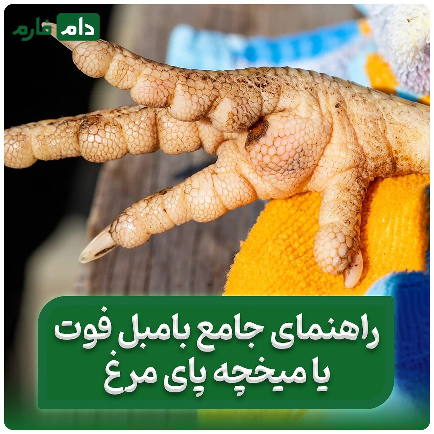 راهنمای_جامع_بامبل_فوت_یا_میخچه_پای_مرغ