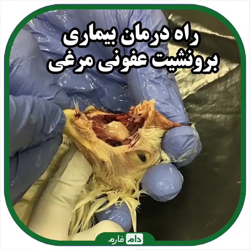 10_راهکار_موثر_برای_پیشگیری_و_کنترل_برونشیت_عفونی_در_مرغ‌ها