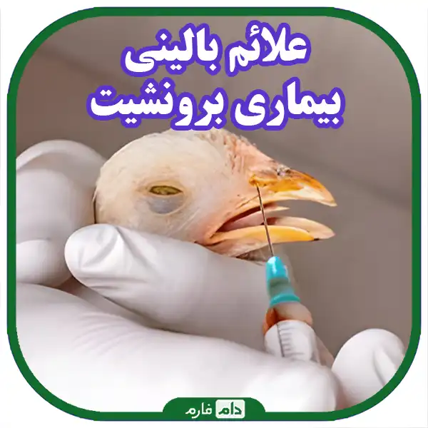 Poultry-infectious-bronchitis-disease-or-(fuel)-in-broiler-cause-transmission-clinical-signs-and-weather