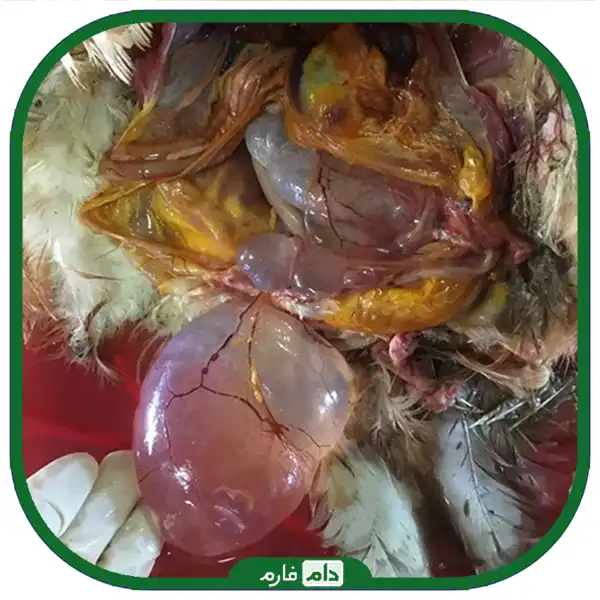 Poultry-infectious-bronchitis-disease-or-(fuel)-in-broiler-cause-transmission-clinical-signs-and-weather