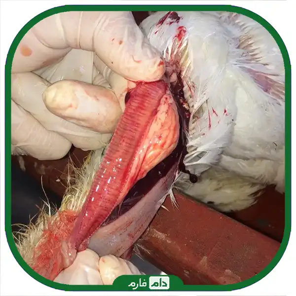 Poultry-infectious-bronchitis-disease-or-(fuel)-in-broiler-cause-transmission-clinical-signs-and-weather