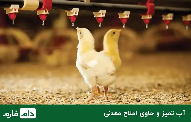 breeding-broiler-breed-ross