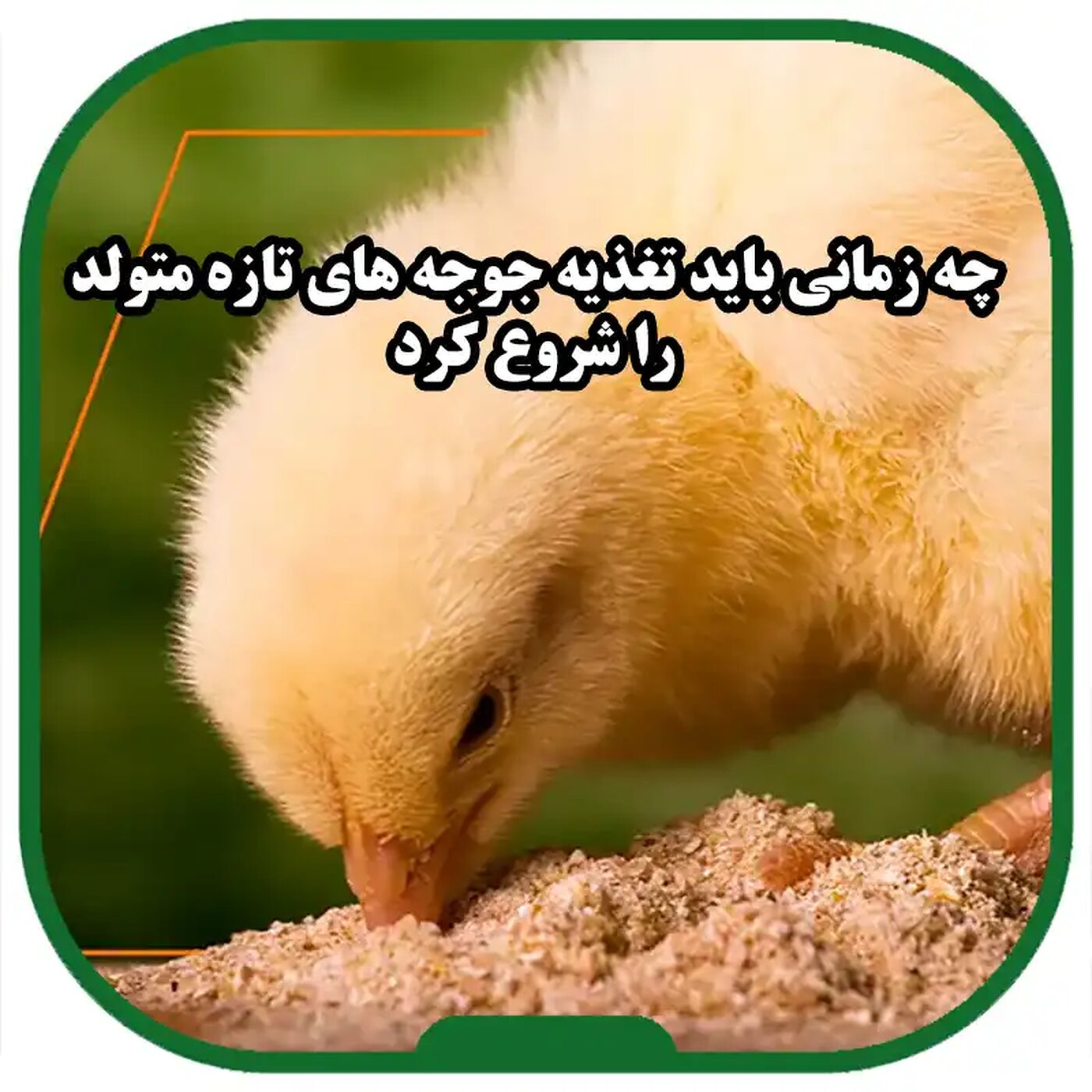 تغذیۀ_جوجه_های_تازه_متولد_شده