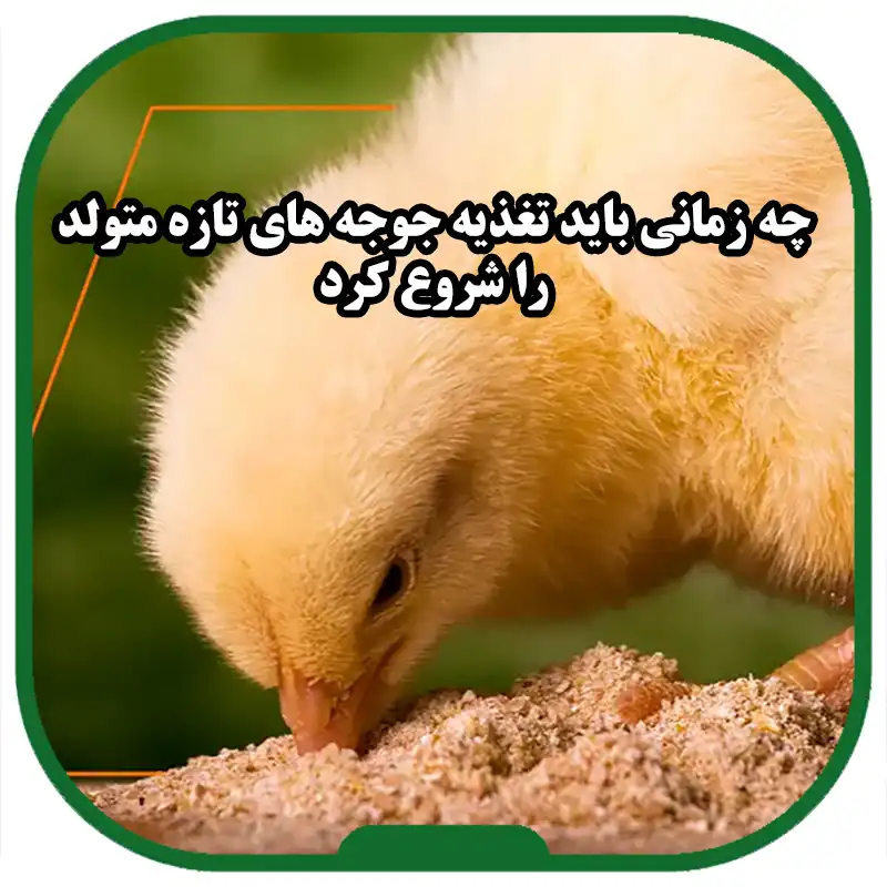تغذیۀ_جوجه_های_تازه_متولد_شده