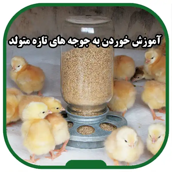 Feeding-of-newborn-chicks