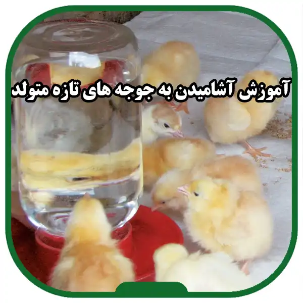 Feeding-of-newborn-chicks