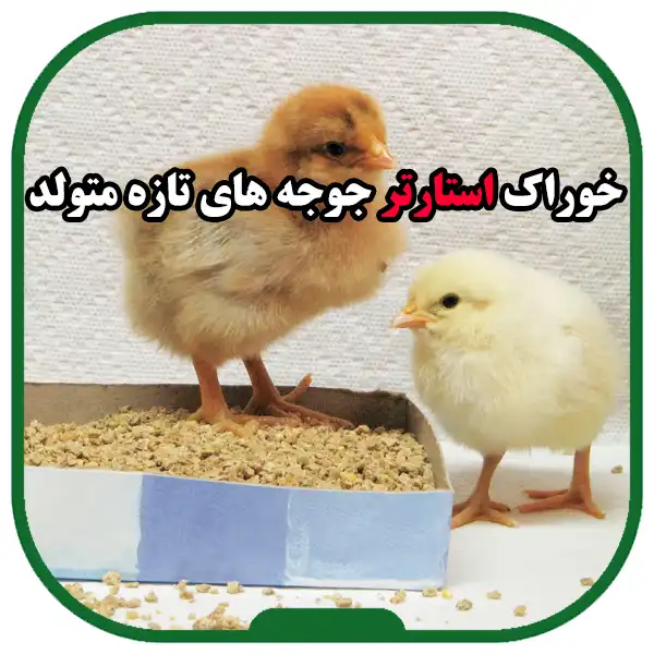 Feeding-of-newborn-chicks