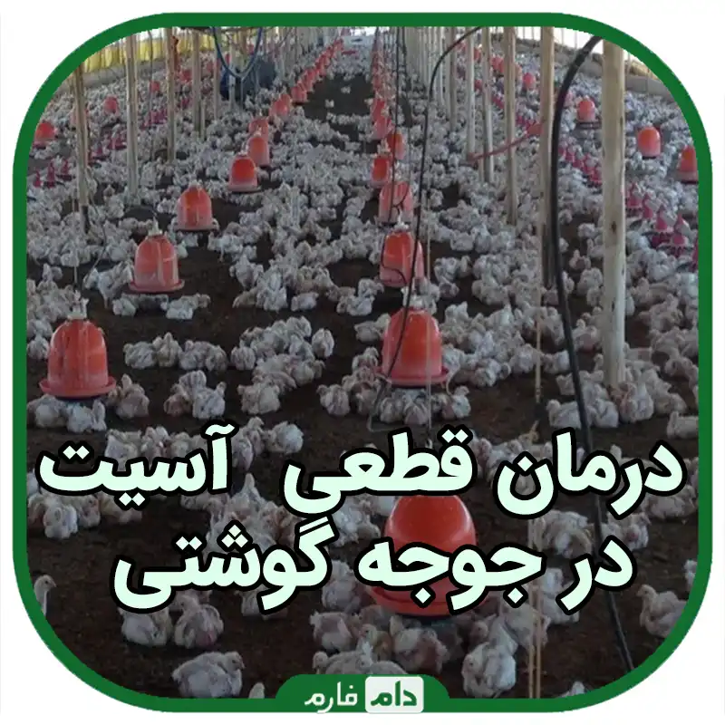 علت_اصلی_و_درمان_قطعی_آسیت_در_جوجه_گوشتی