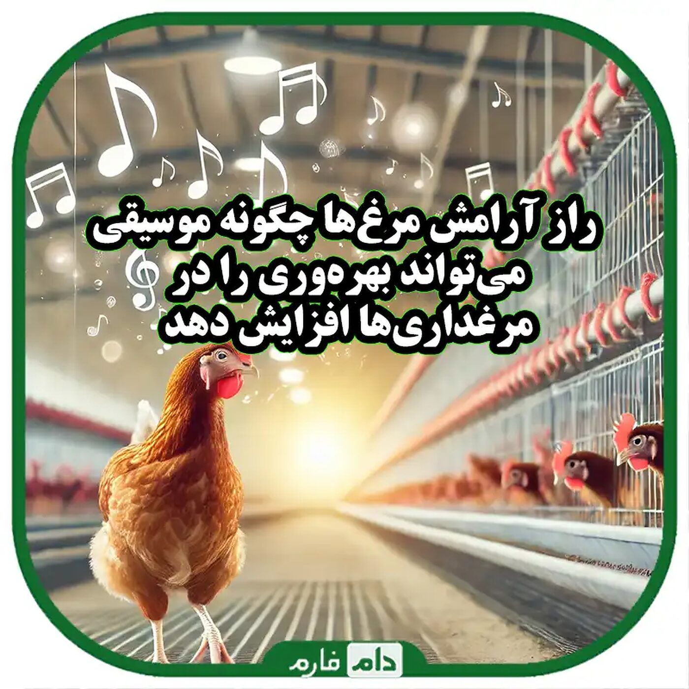 موسیقی،_راهی_نوین_برای_آرامش_مرغ‌ها