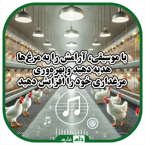 Music,-a-new-way-to-relax-chickens