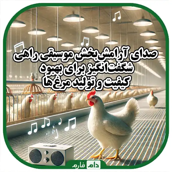 Music,-a-new-way-to-relax-chickens
