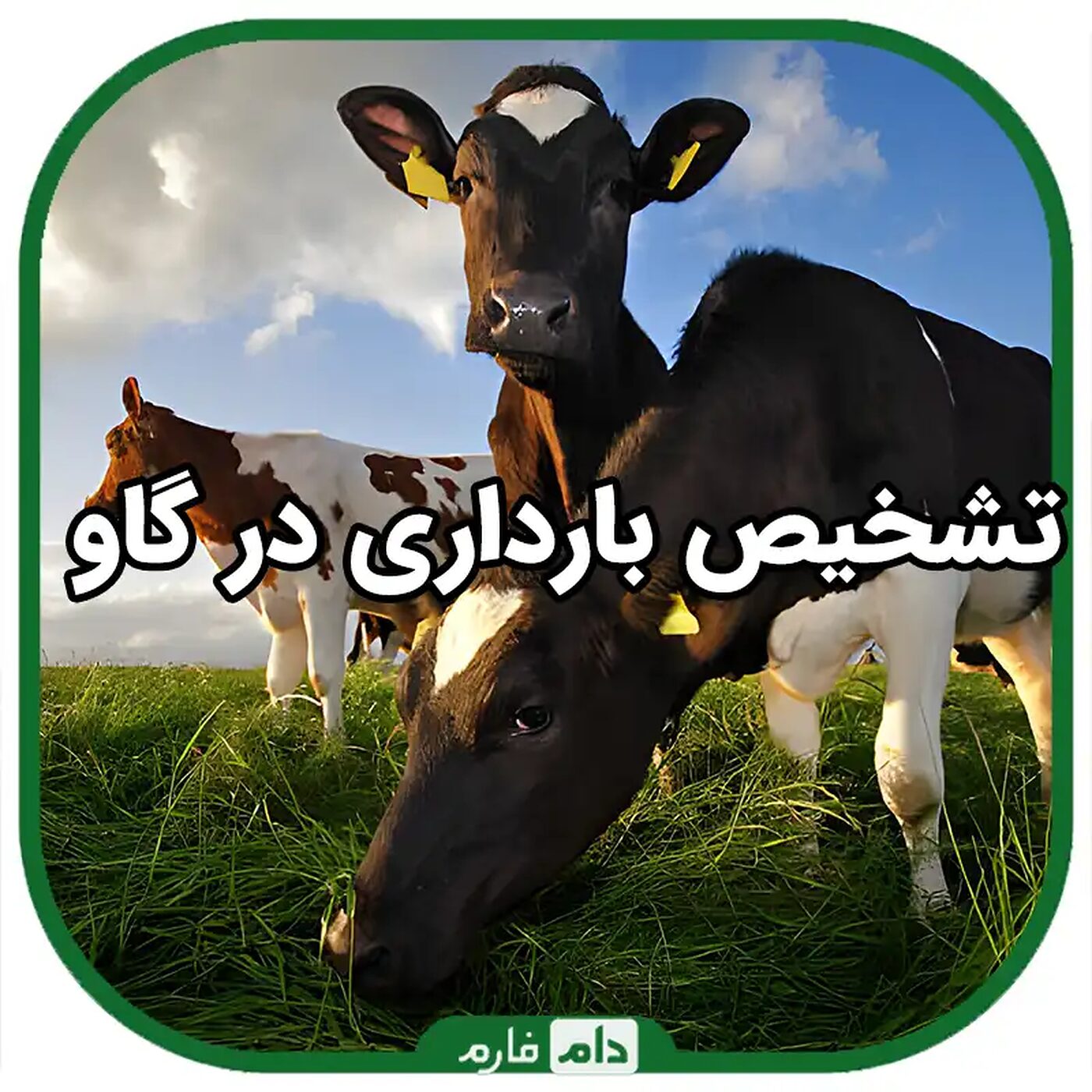 تشخیص_بارداری_در_گاو_|_تشخیص_آبستنی_در_گاو