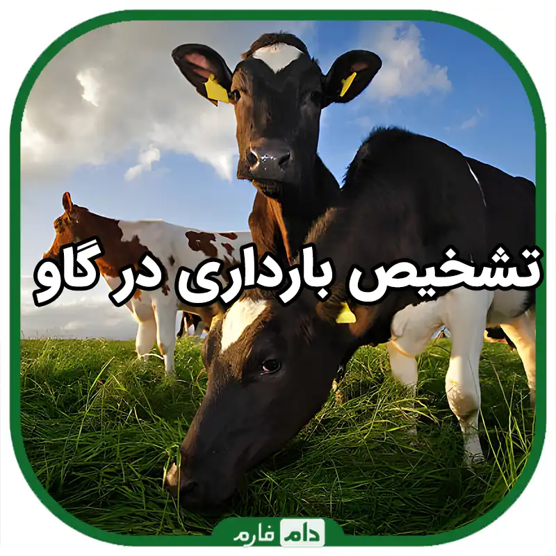 تشخیص_بارداری_در_گاو_|_تشخیص_آبستنی_در_گاو