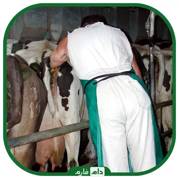 Diagnosis-of-cow-pregnancy