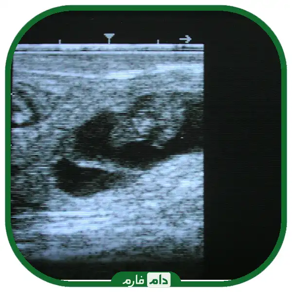 Diagnosis-of-cow-pregnancy