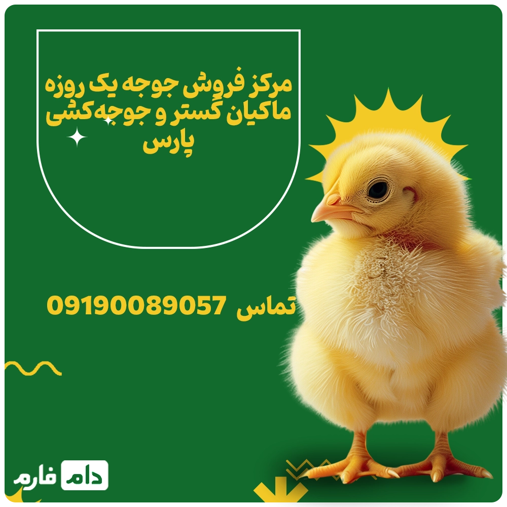 فروش_جوجه_یک_روزه_ماکیان_گستر_و_جوجه‌کشی_پارس09190089057