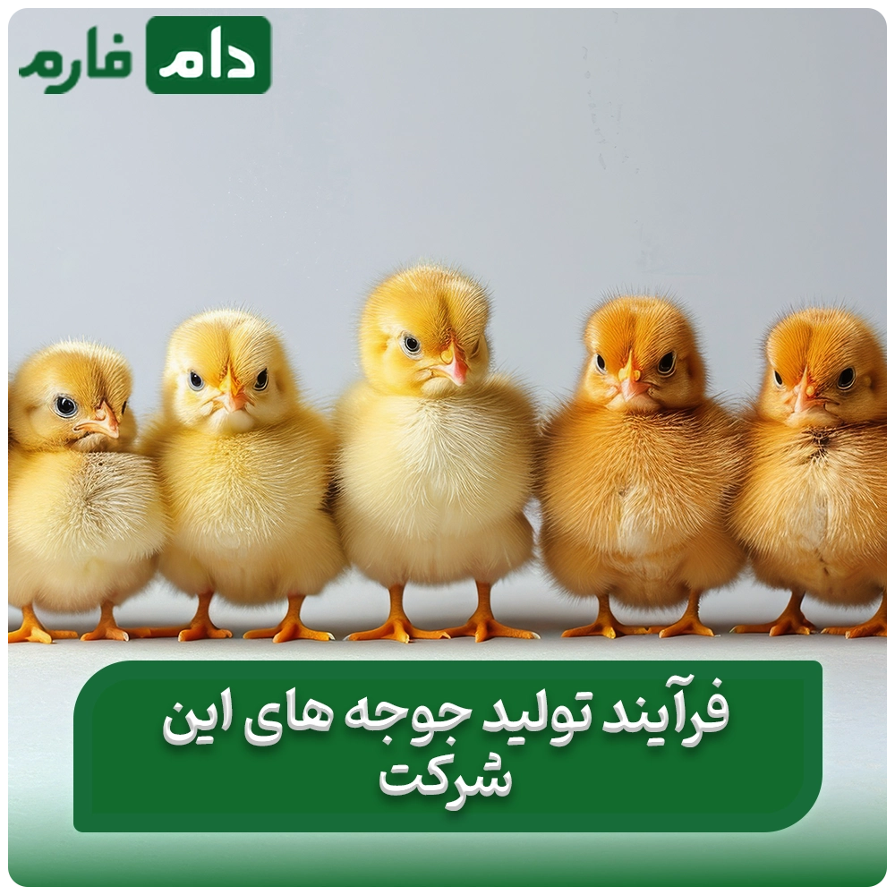 Selling-one-day-old-chicks-from-Pars-Poultry-Farm-and-Hatchery