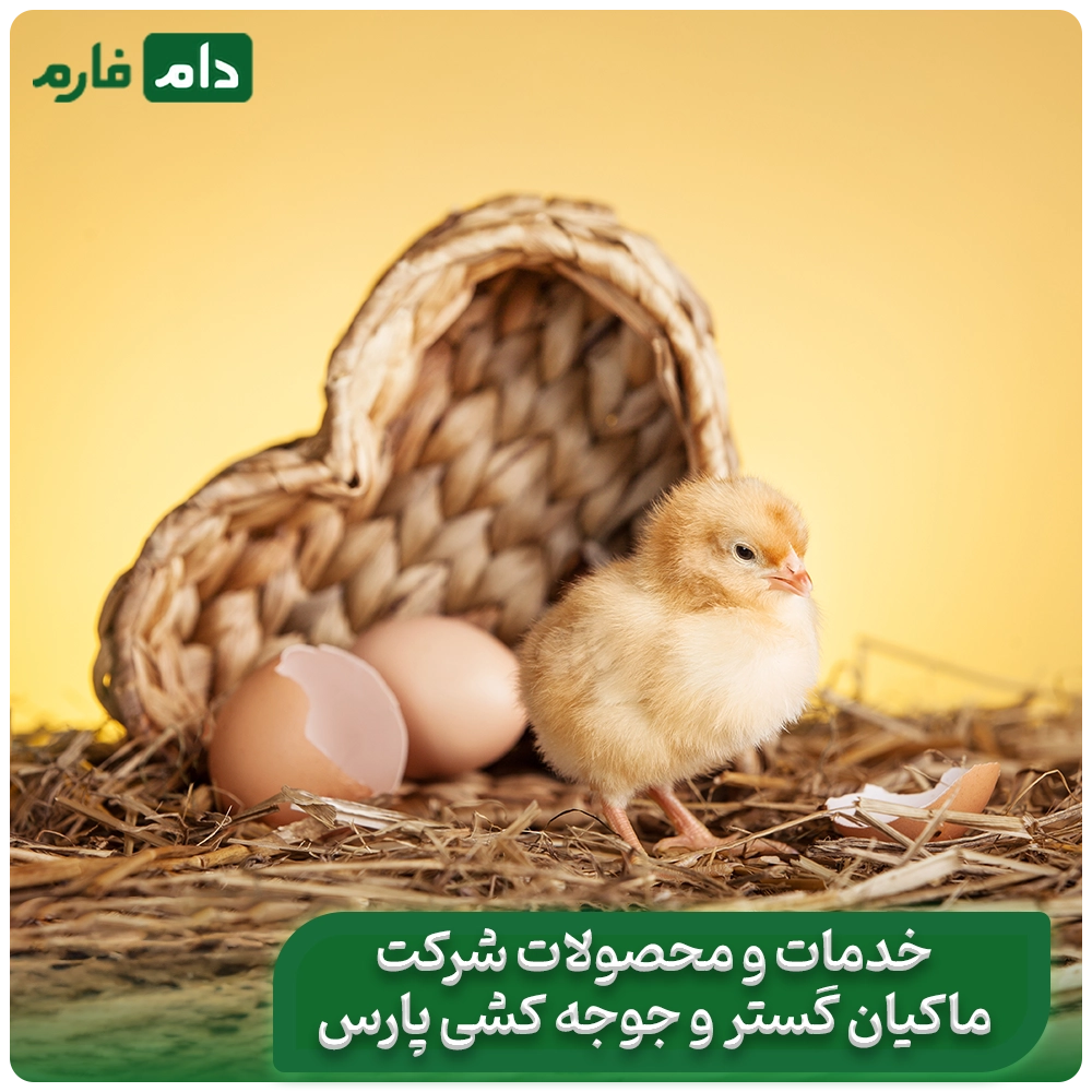 Selling-one-day-old-chicks-from-Pars-Poultry-Farm-and-Hatchery