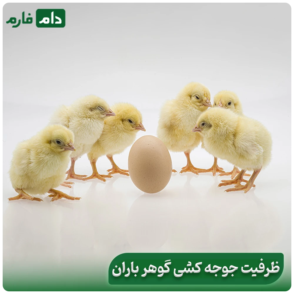 Selling-one-day-old-chicks-from-Gohar-Baran-Company