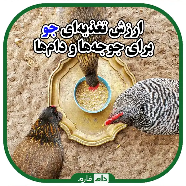 Sale-of-barley-for-feeding-chickens-and-livestock