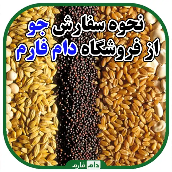 Sale-of-barley-for-feeding-chickens-and-livestock