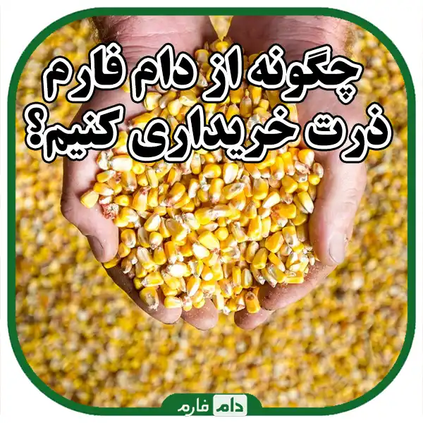 High-quality-corn-for-livestock-and-poultry