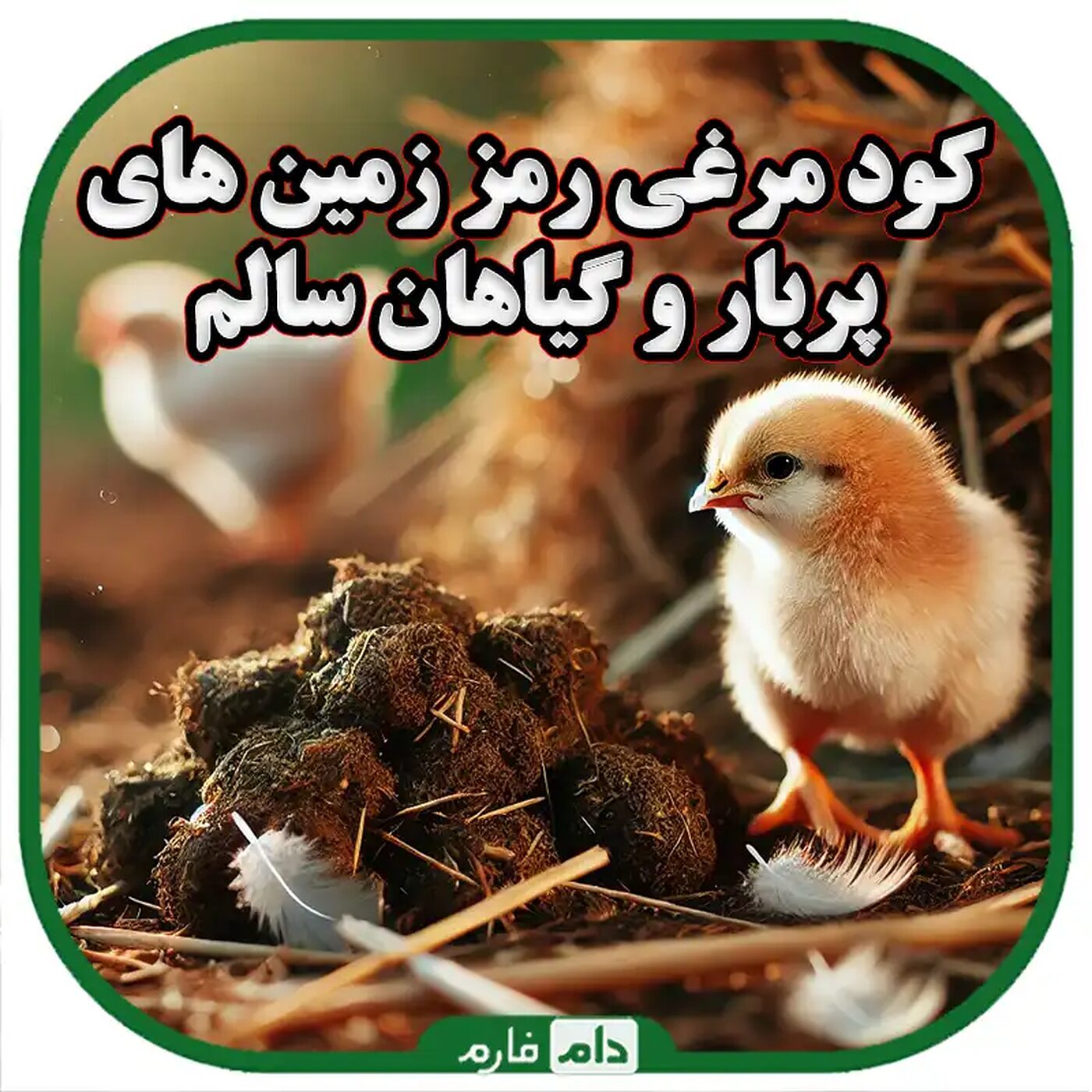 کود_مرغی_چیست_و_چرا_در_کشاورزی_استفاده_می‌شود