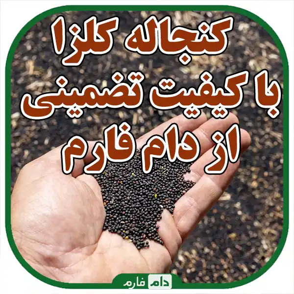 Selling-rapeseed-meal-from-Dom-Farm-The-best-quality-