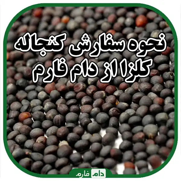 Selling-rapeseed-meal-from-Dom-Farm-The-best-quality-