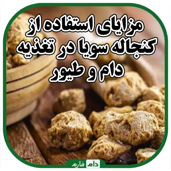 Sale-of-soybean-feeding-livestock-and-poultry