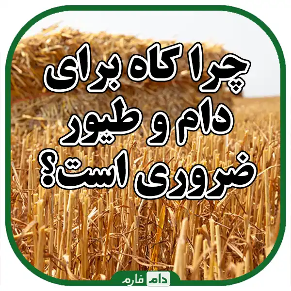 Sale-of-quality-straw