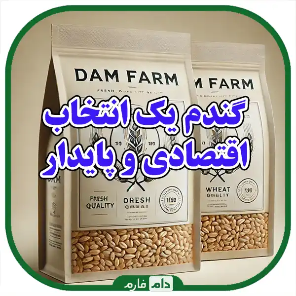 Sale-of-high-quality-wheat-for-poultry-Farm-animals