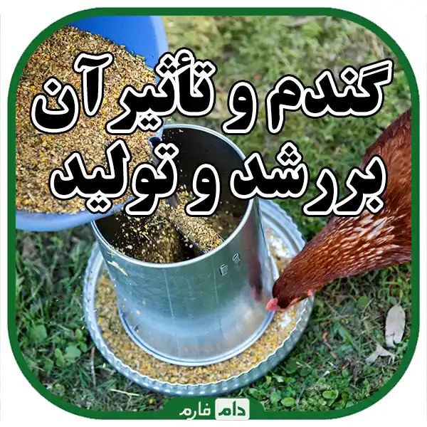 Sale-of-high-quality-wheat-for-poultry-Farm-animals